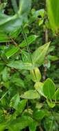 Sabatia macrophylla Hook. resmi