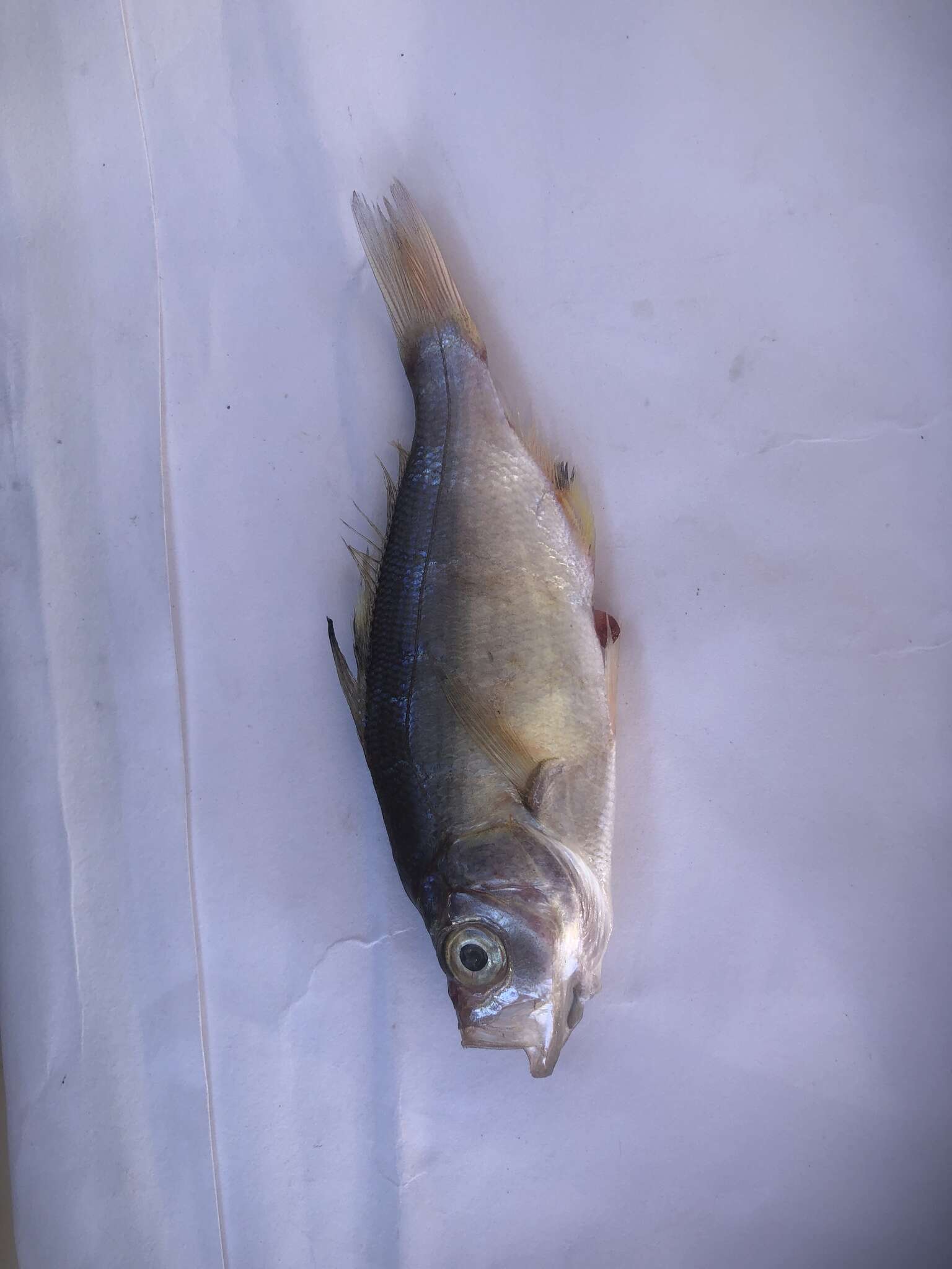 Image of Spotfin surfperch