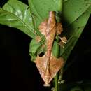 Image of Deroplatys trigonodera Westwood 1889