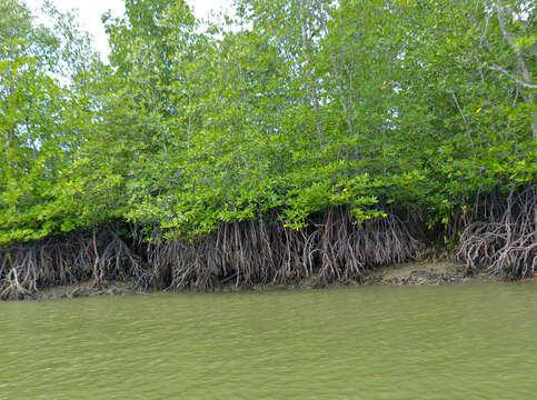 Image of mangrove