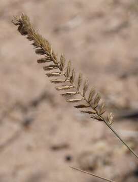 صورة Agropyron dasyanthum Ledeb.