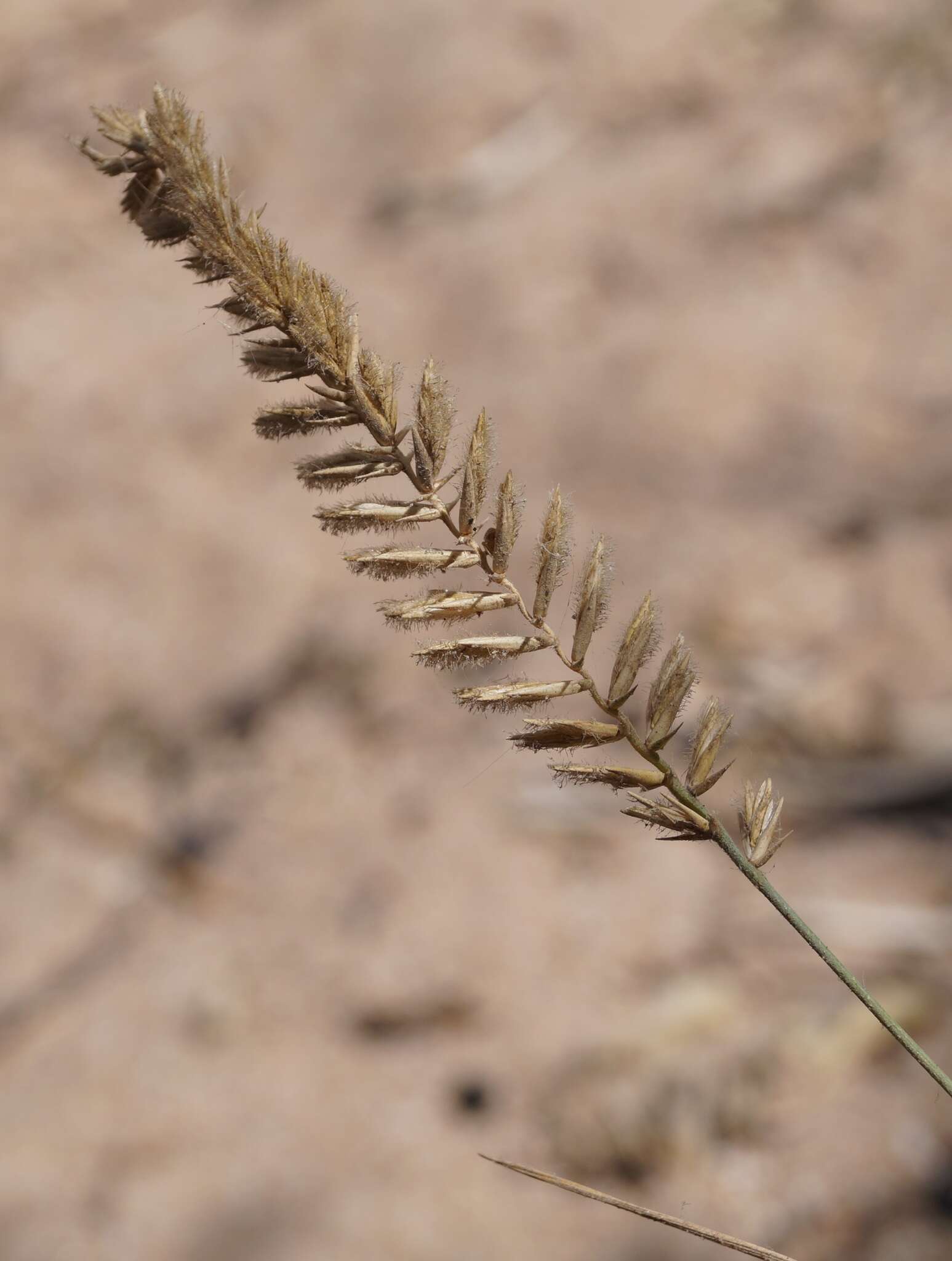 صورة Agropyron dasyanthum Ledeb.