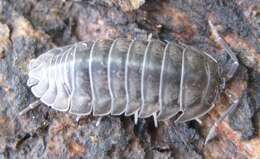 Image of Isopod