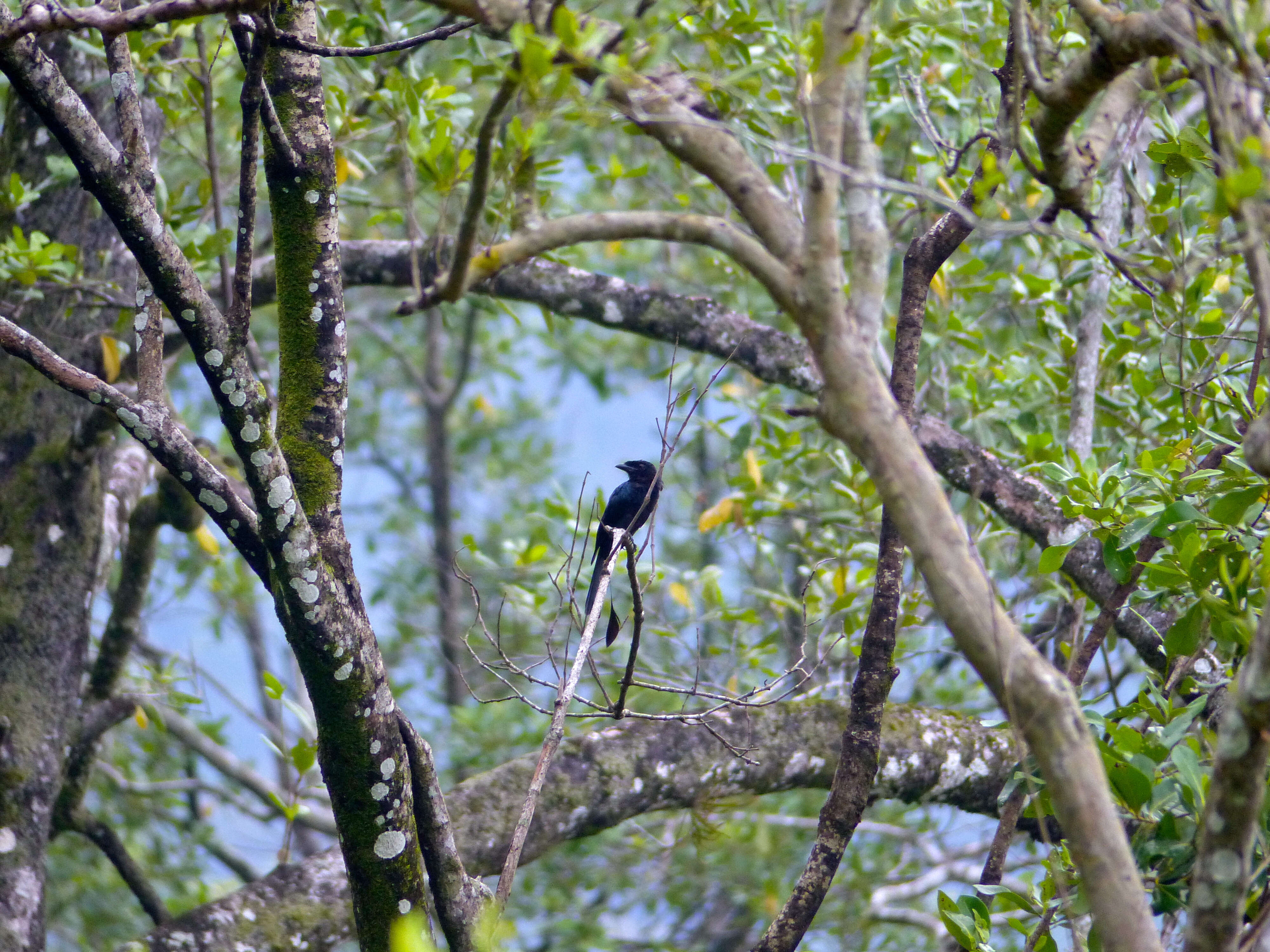 Imagem de Dicrurus paradiseus (Linnaeus 1766)