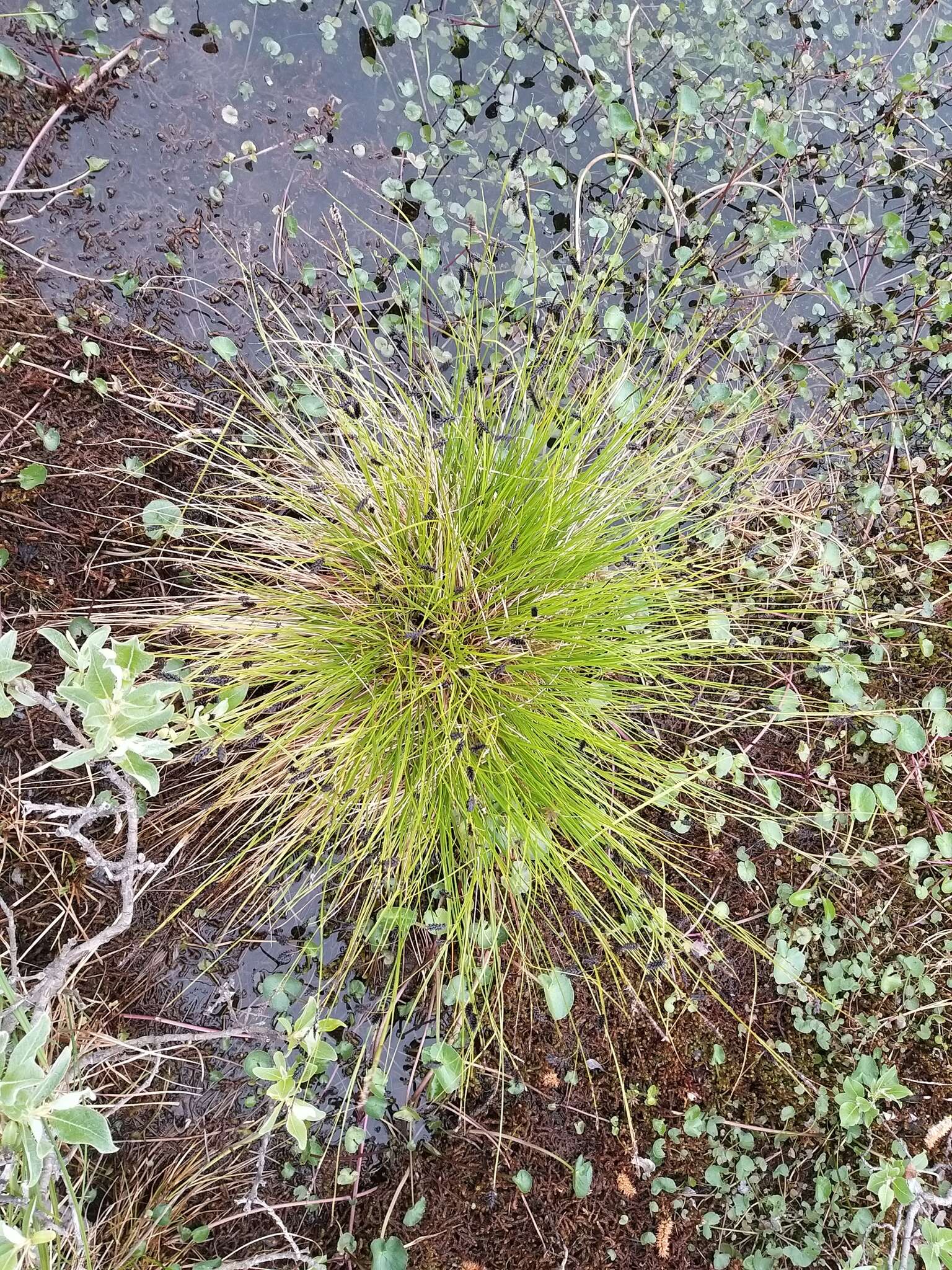 Image of Russet sedge