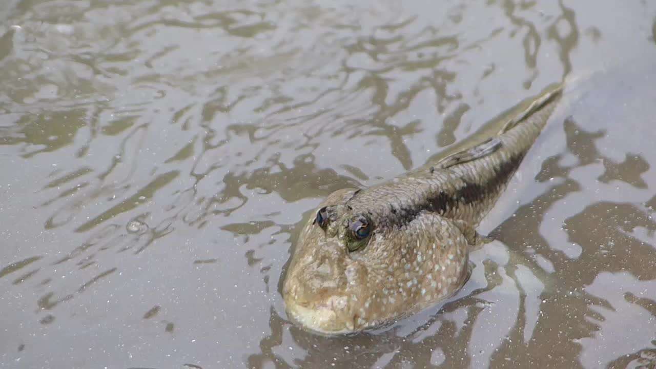 Image de Periophthalmodon schlosseri (Pallas 1770)