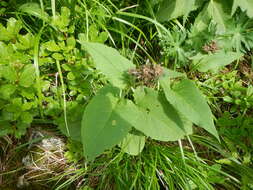 Image of Saussurea sessiliflora (Koidz.) Kadota