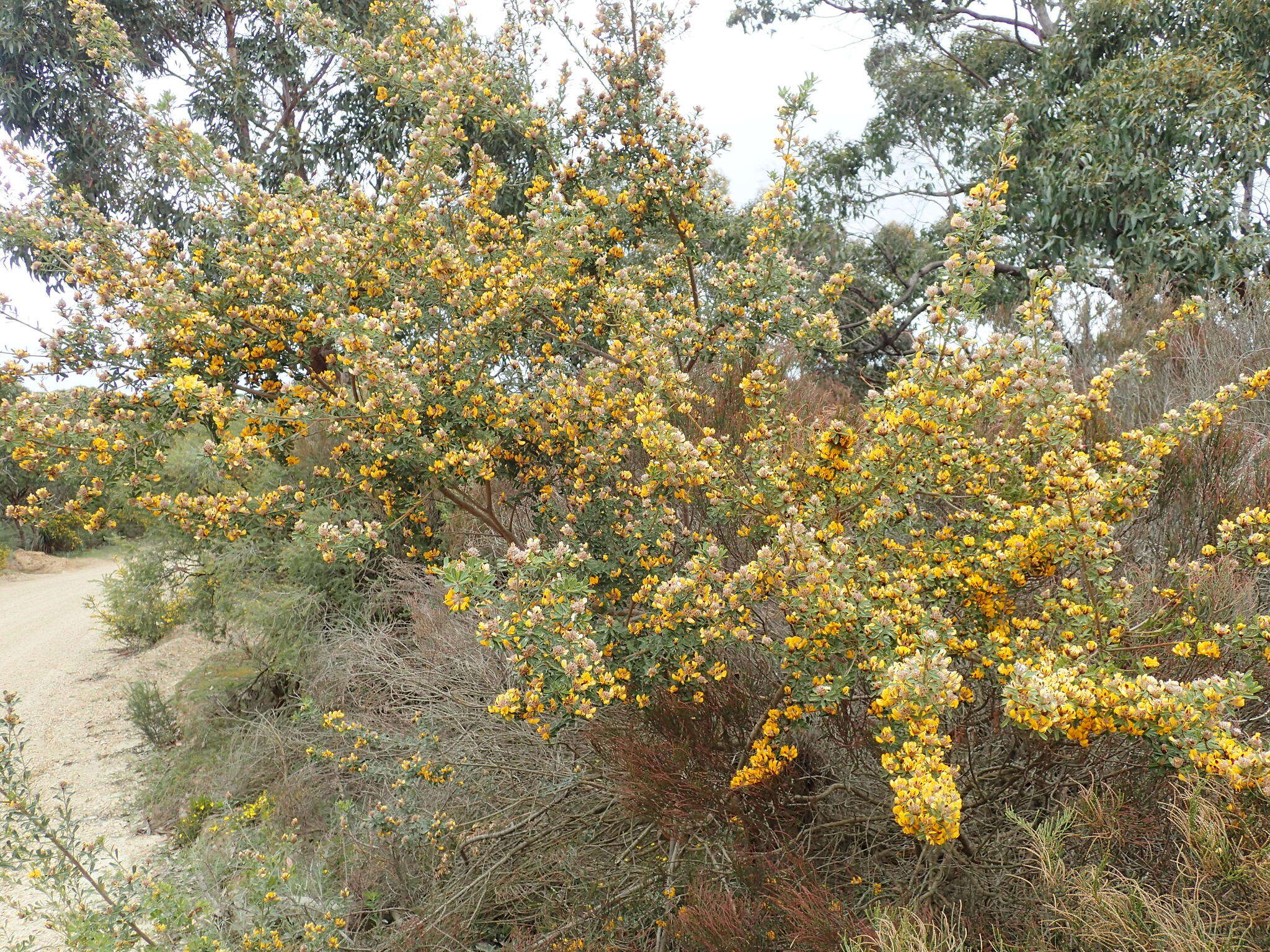 Sivun Pultenaea daphnoides Wendl. kuva