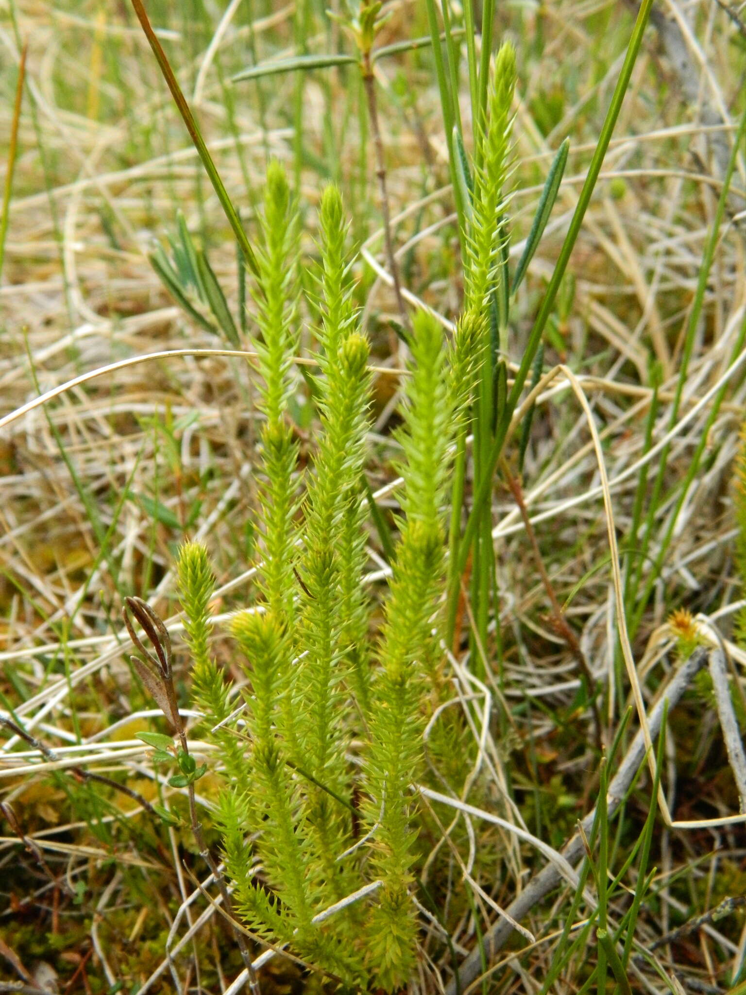 Image of Spinulum annotinum subsp. dubium (Zoega)
