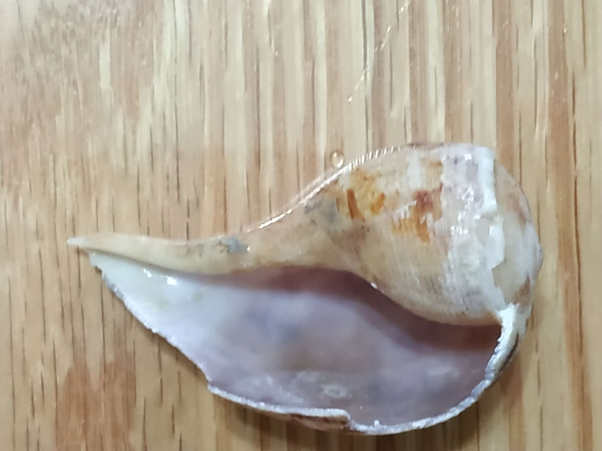 Image of True Fig Shell