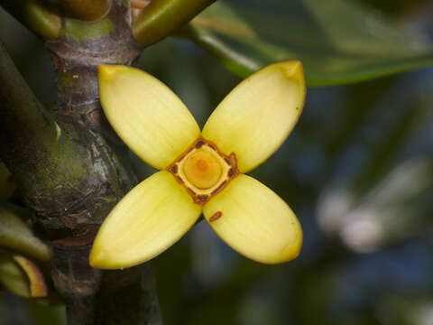 Image of mangrove