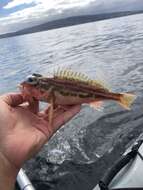 Image of Greenstriped rockfish