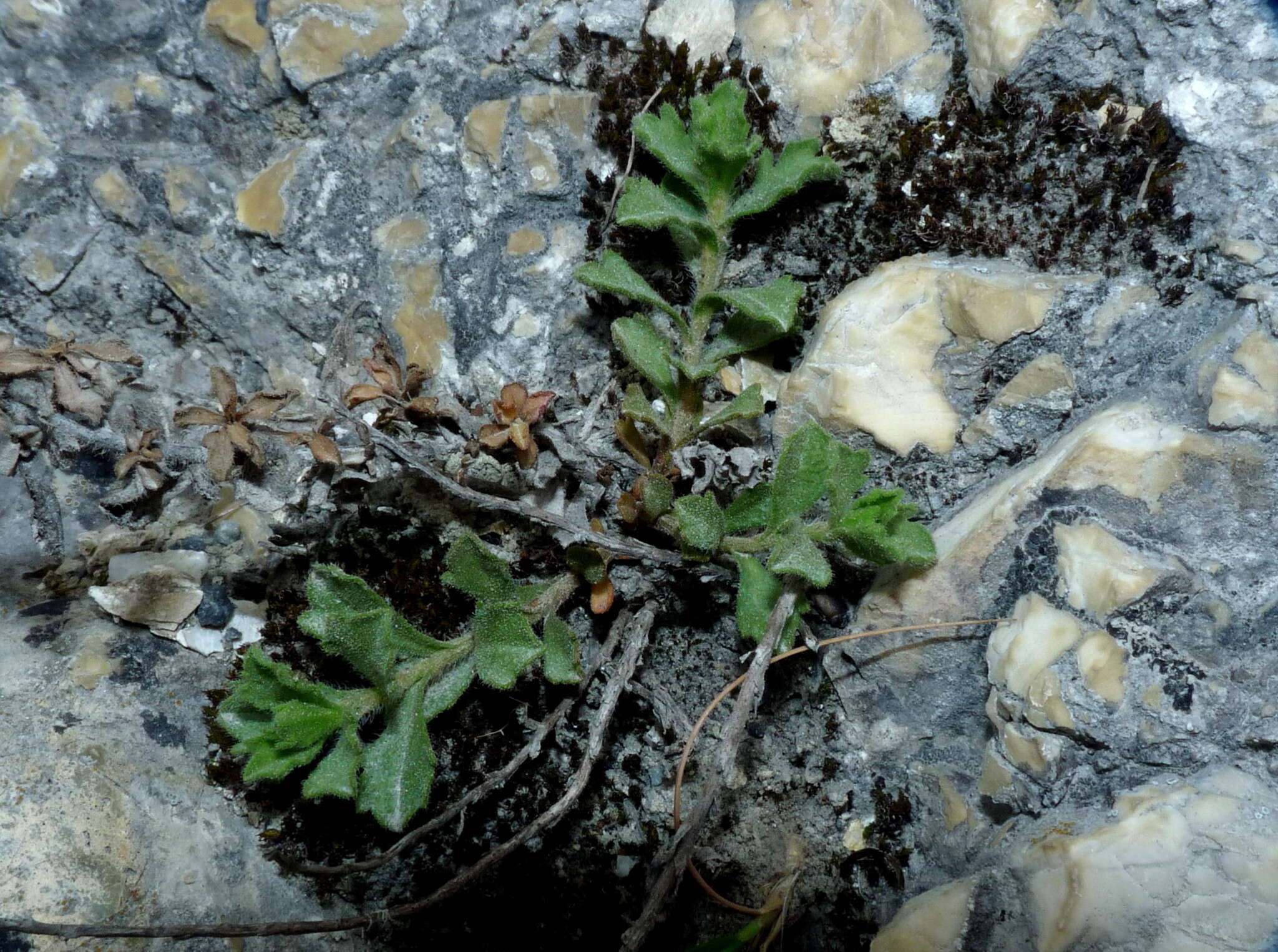 Image of Vittadinia australis A. Rich.