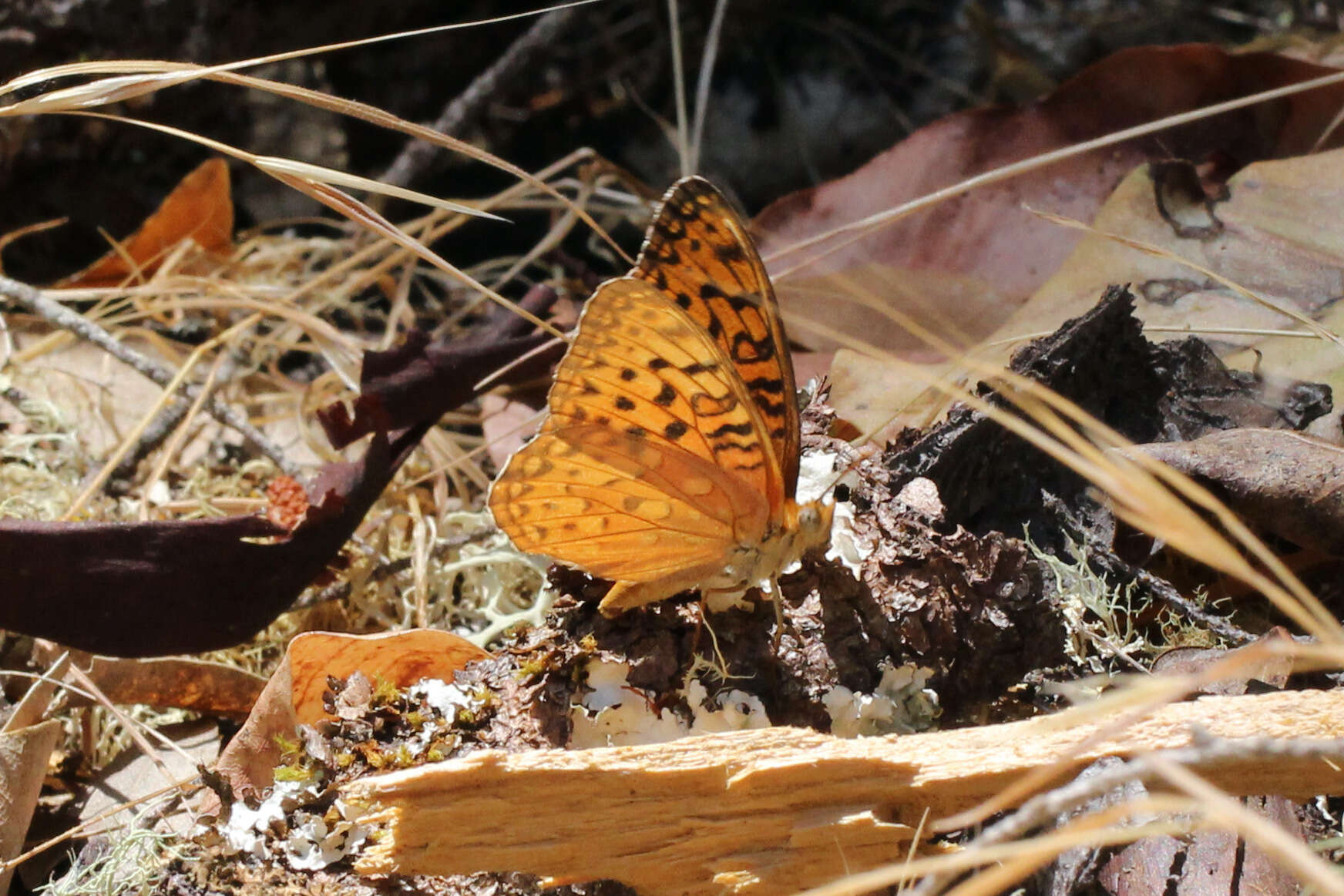 Image of Adiaste Fritillary