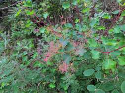 Image de Cotinus szechuanensis Pènzes