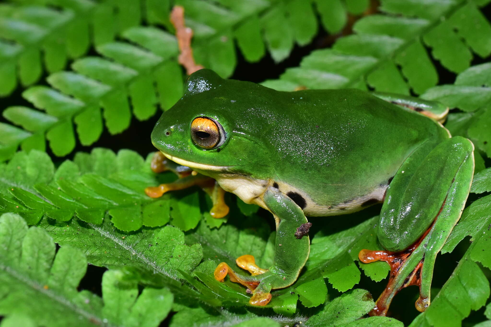 Image of Zhangixalus moltrechti (Boulenger 1908)