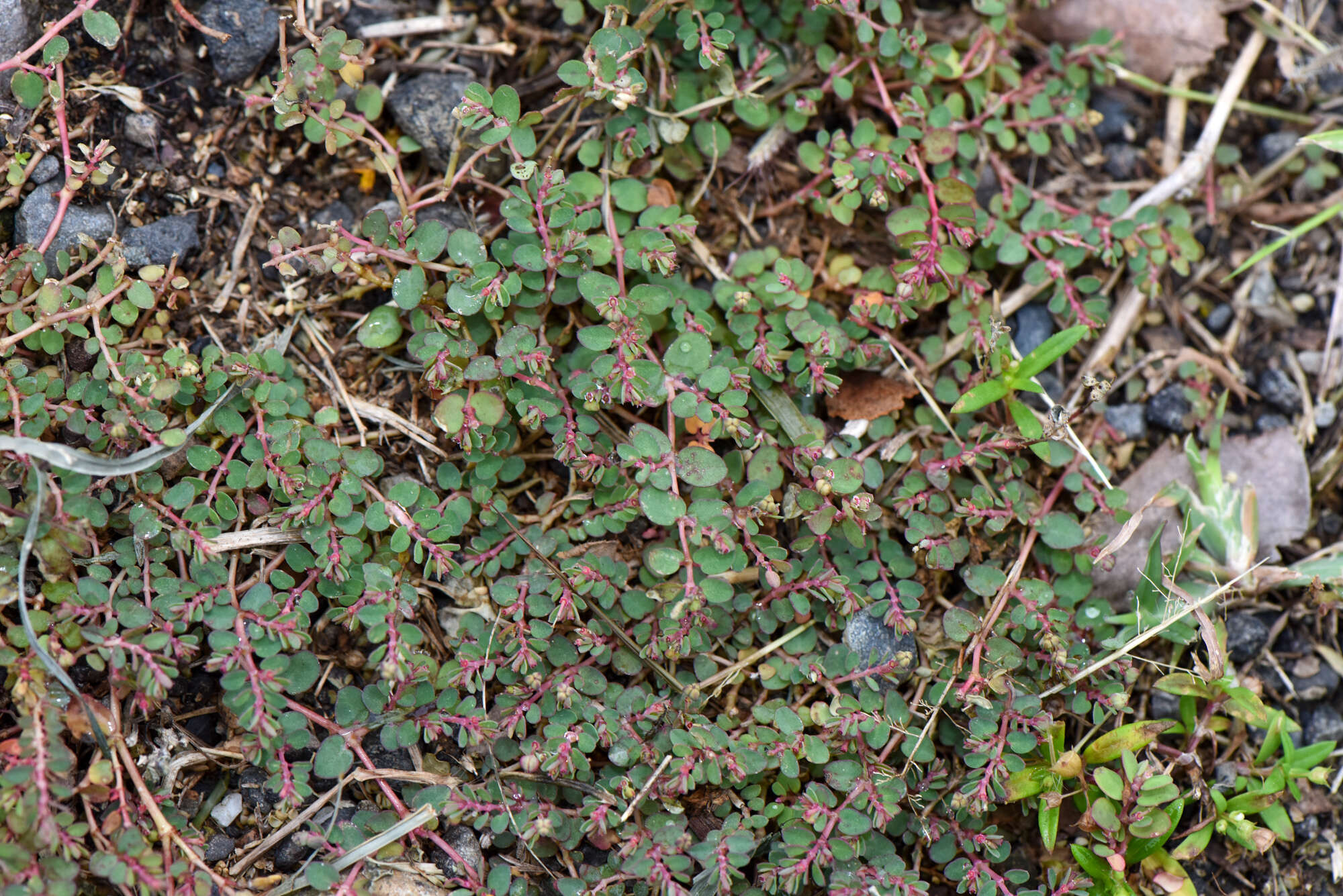 Image of Euphorbia makinoi Hayata