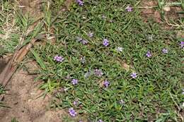 Sivun Dyschoriste decumbens (A. Gray) Kuntze kuva