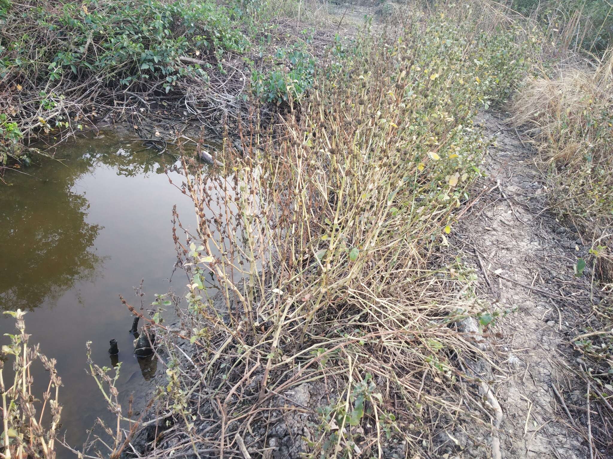 Imagem de Hygrophila ringens (L.) R. Br.