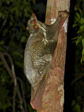 Image of Malayan Flying Lemurs