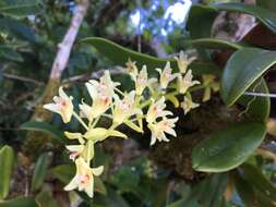 Image of Pinalia bractescens (Lindl.) Kuntze