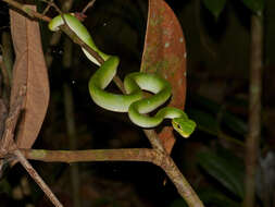 Image of Bornean Keeled Green Pit Viper