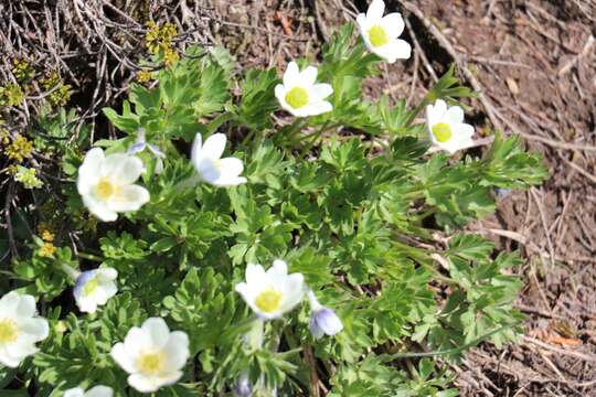 Imagem de Anemone lithophila Rydb.