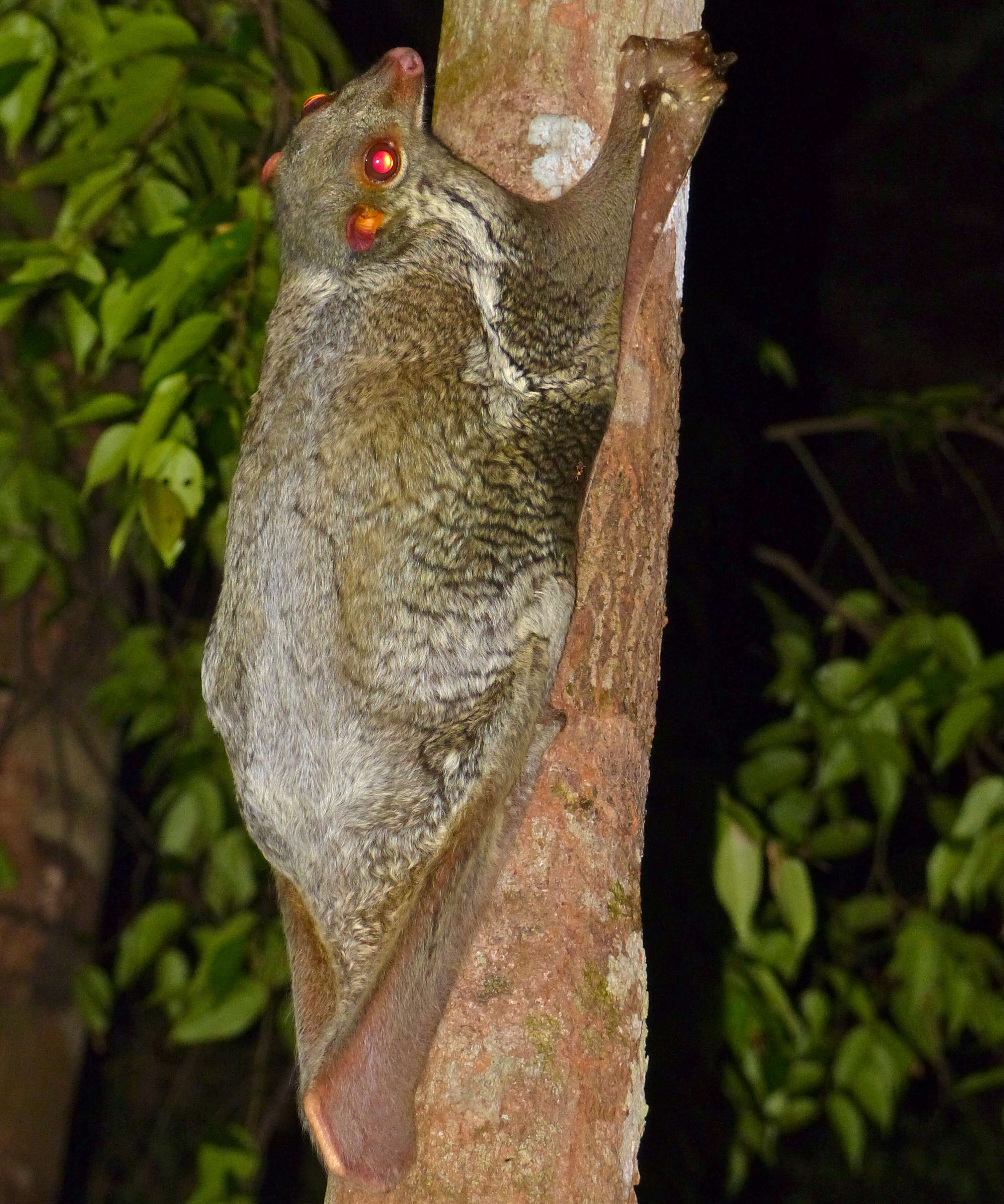 Image of Malayan Flying Lemurs