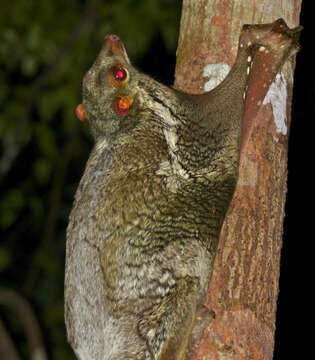 Imagem de Galeopterus Thomas 1908