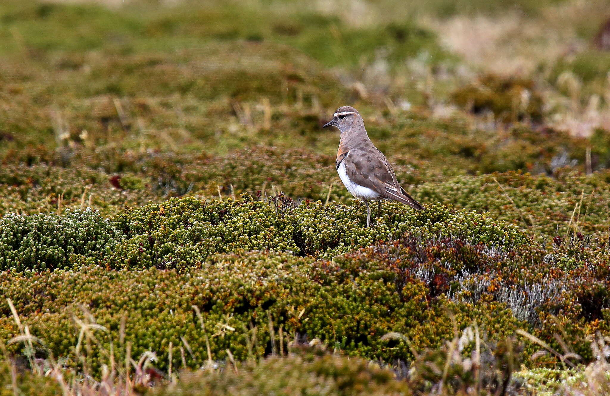 Image of Rufous-chested Dotterel