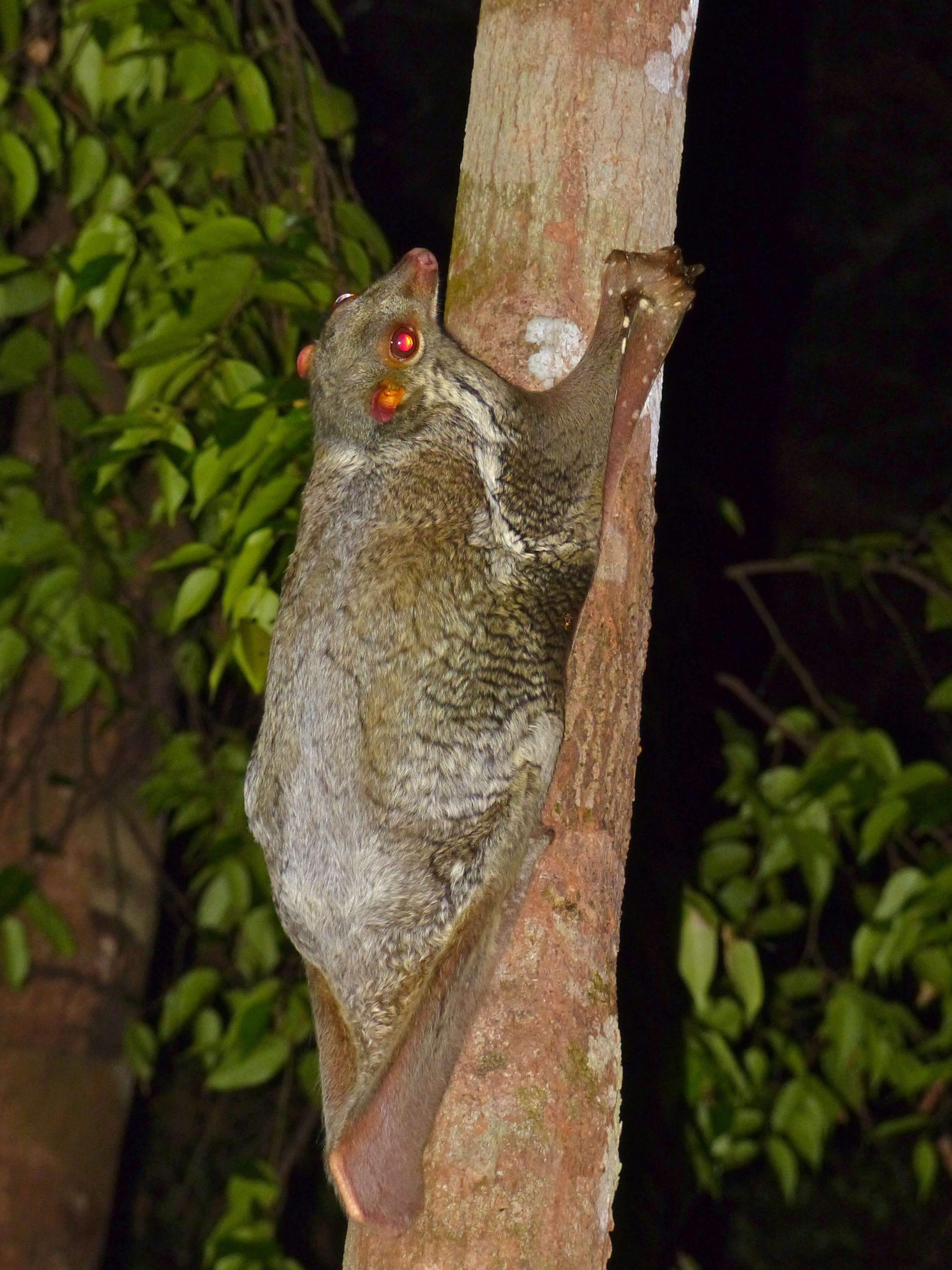 Image of Malayan Flying Lemurs