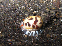 Image of Moon snail