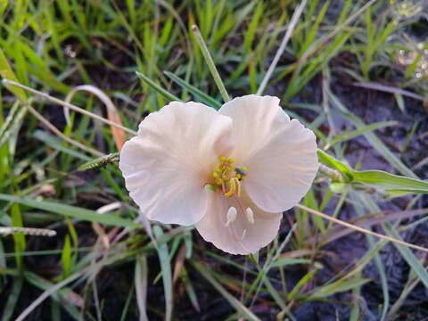 Image of Commelina scabra Benth.