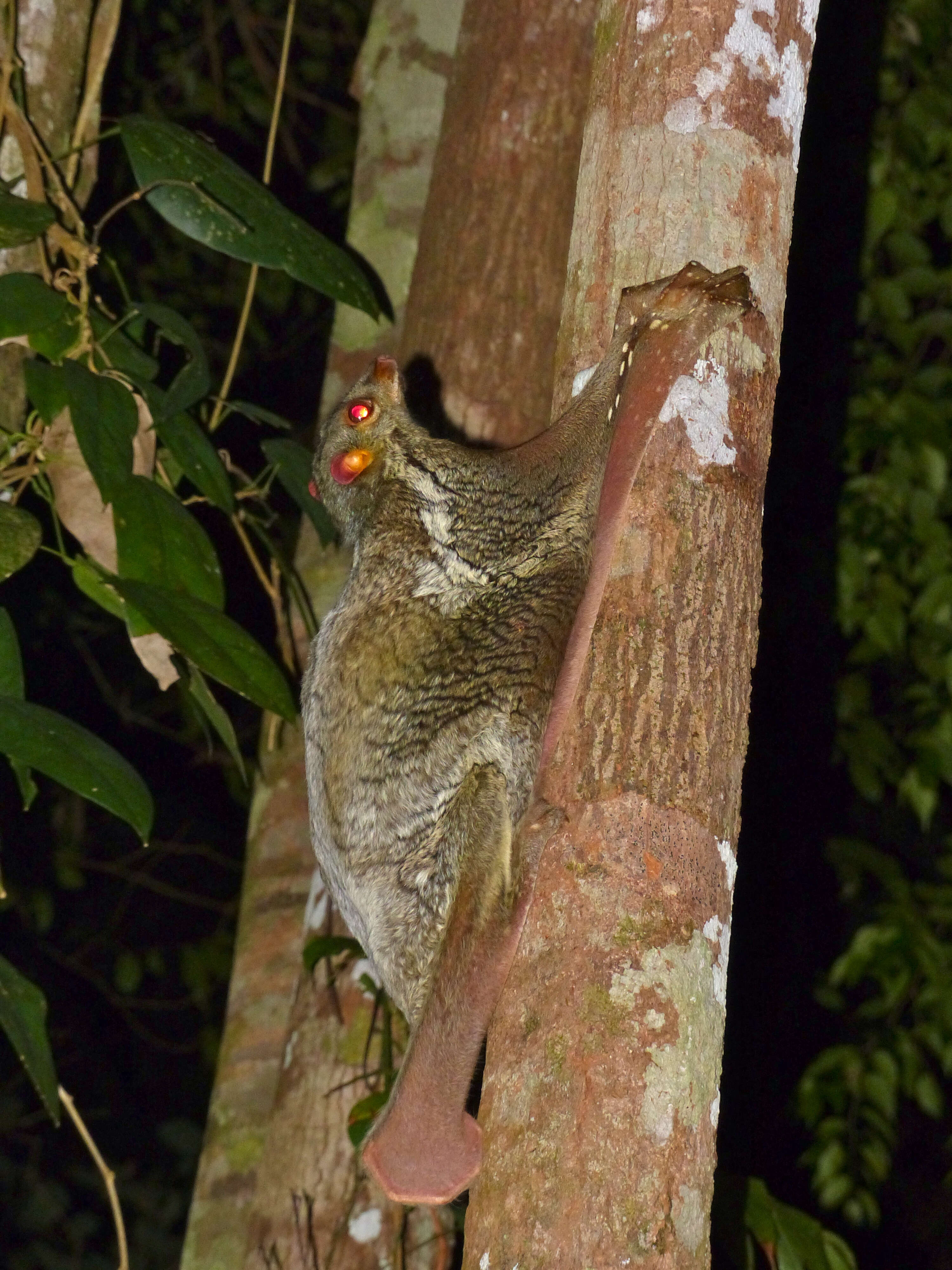 Image of Malayan Flying Lemurs