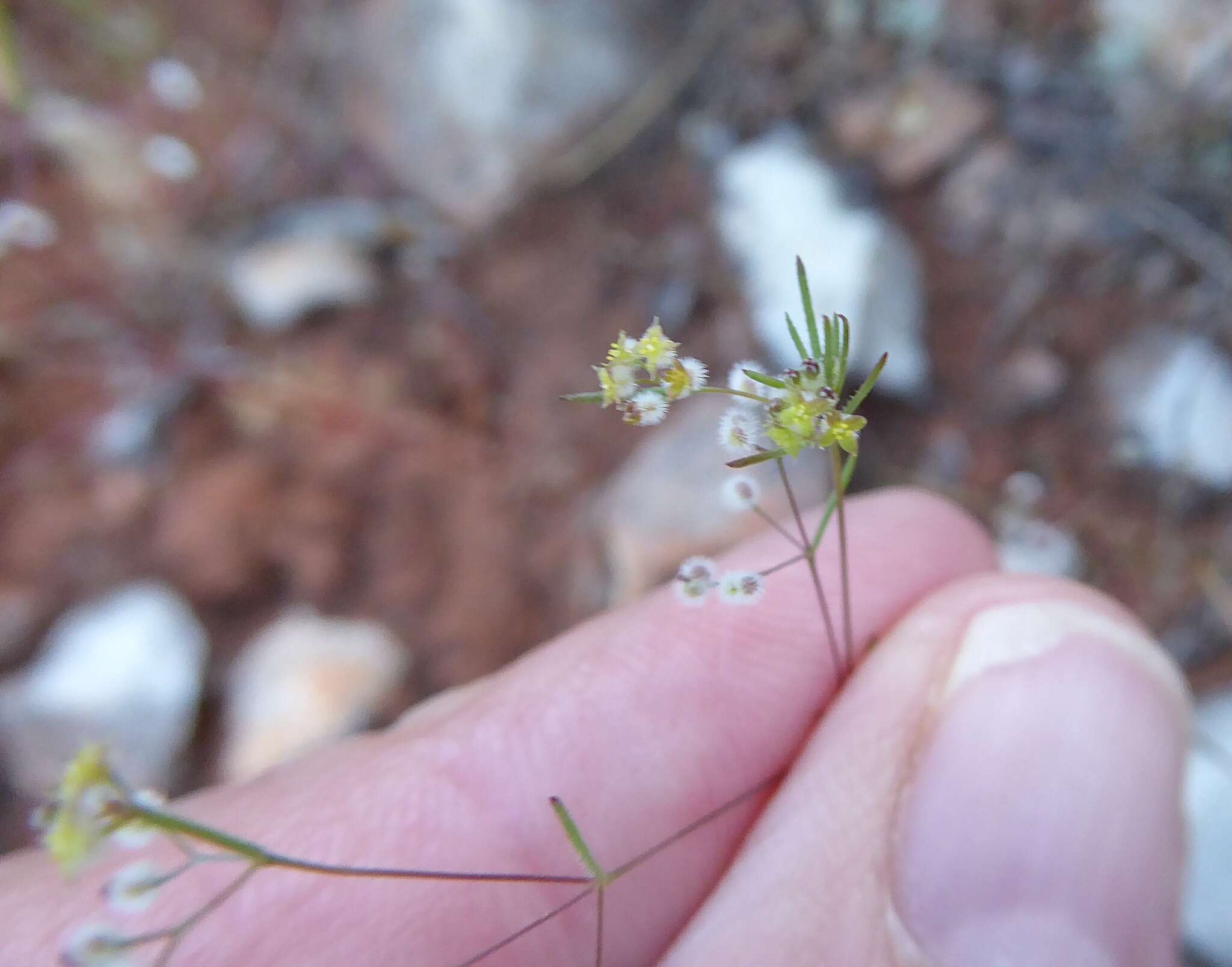 Plancia ëd Galium setaceum Lam.