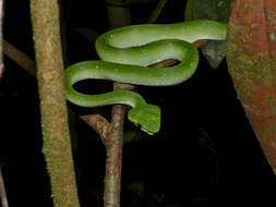 Image of Bornean Keeled Green Pit Viper