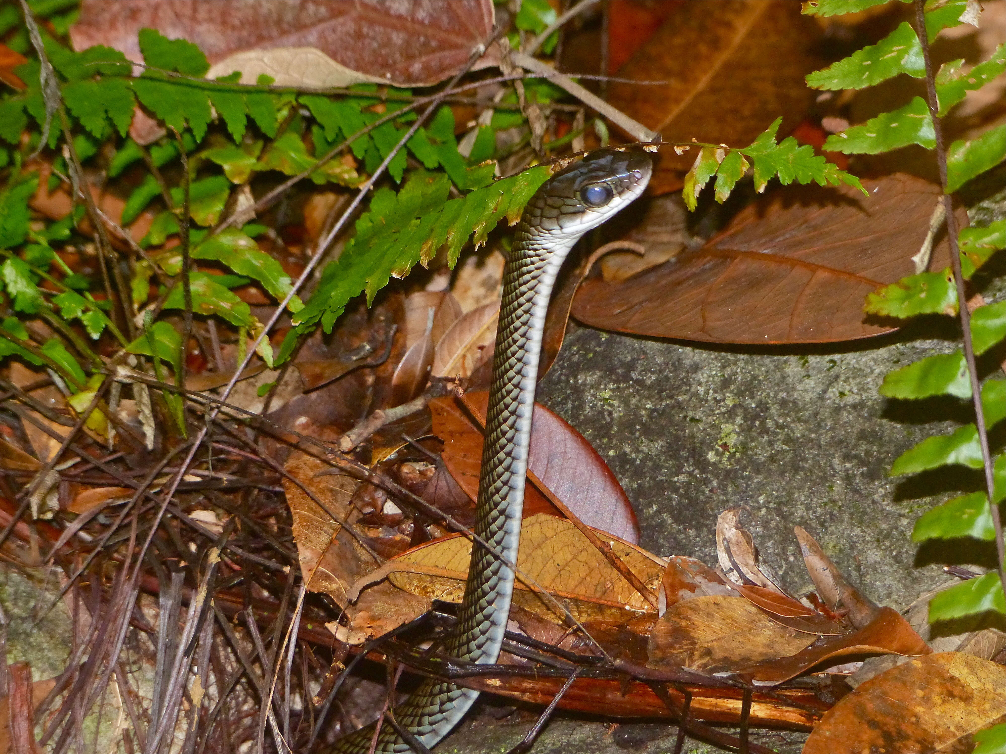 Image of White-bellied Rat Snake