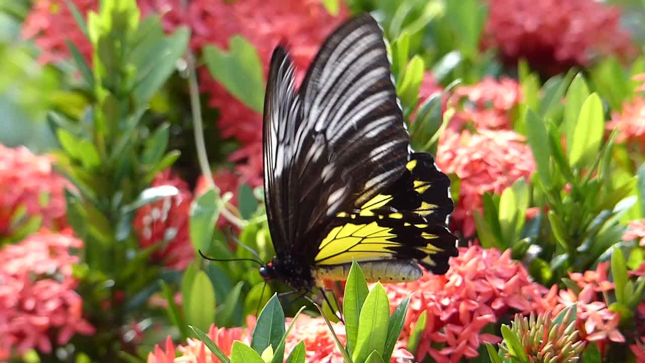 Image of Golden Birdwing