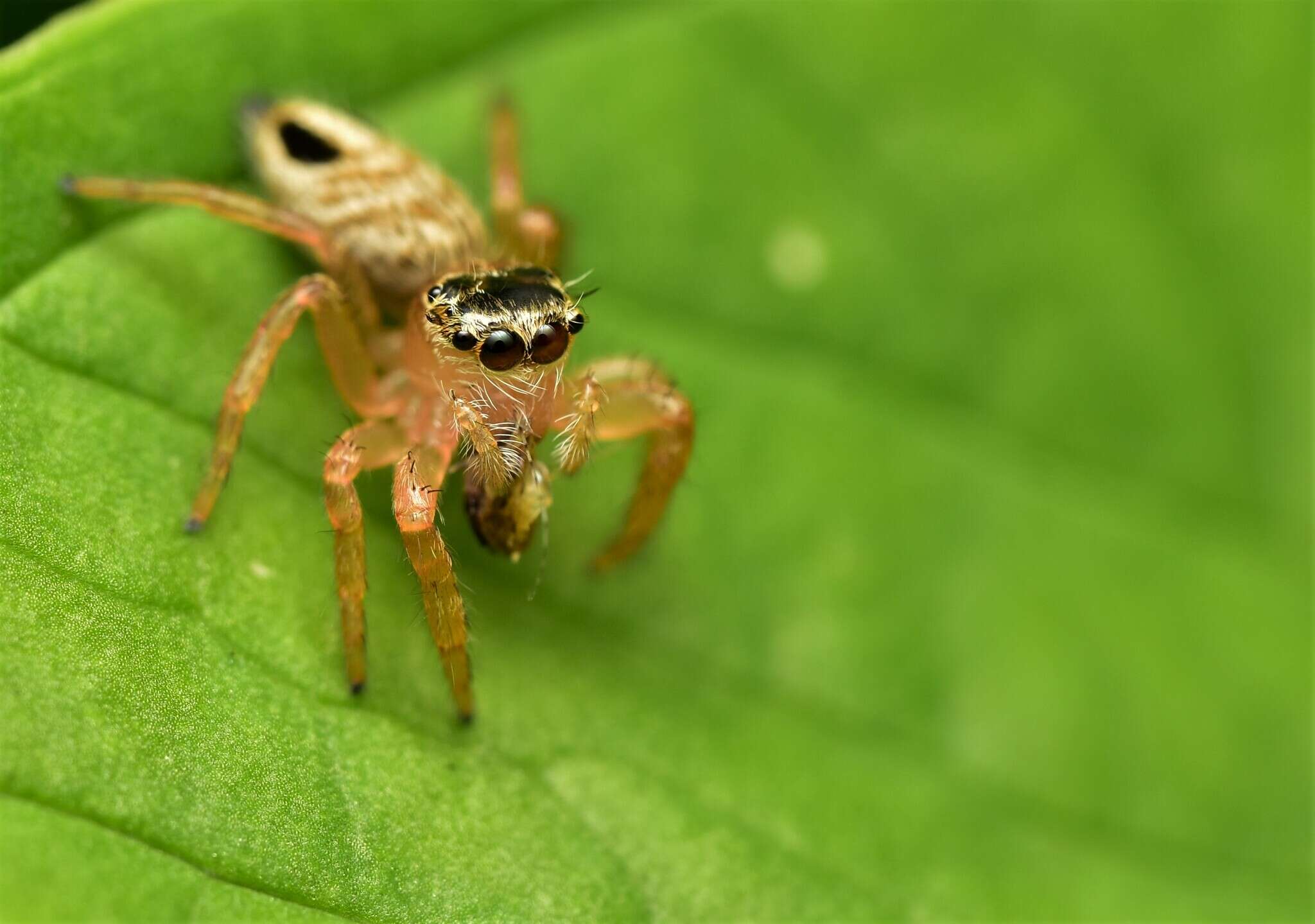 Image of Evarcha flavocincta (C. L. Koch 1846)