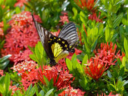 Image of Golden Birdwing