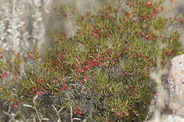 Image de Dodonaea lobulata F. Müll.