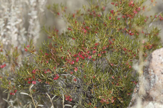 Image de Dodonaea lobulata F. Müll.