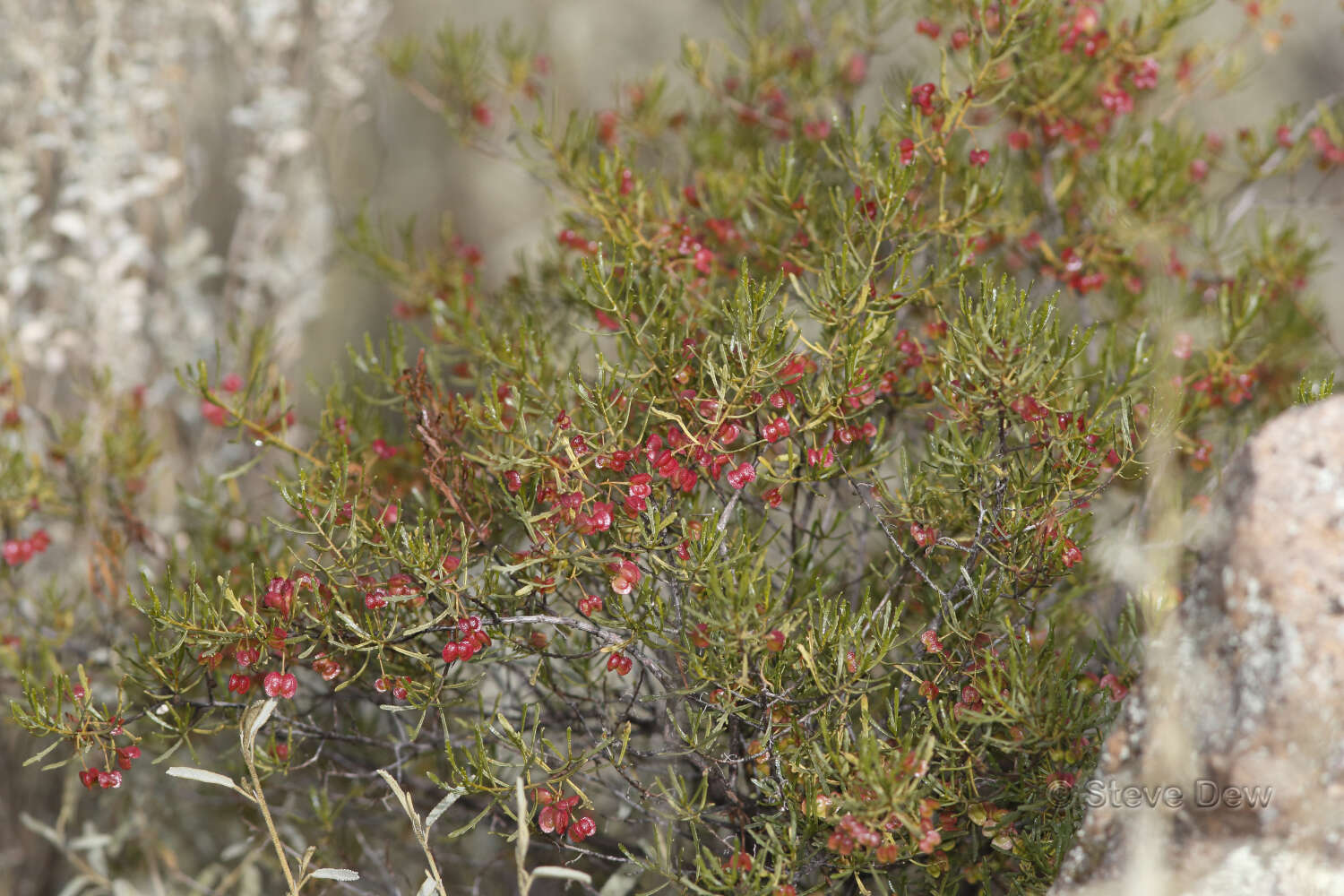 Image de Dodonaea lobulata F. Müll.