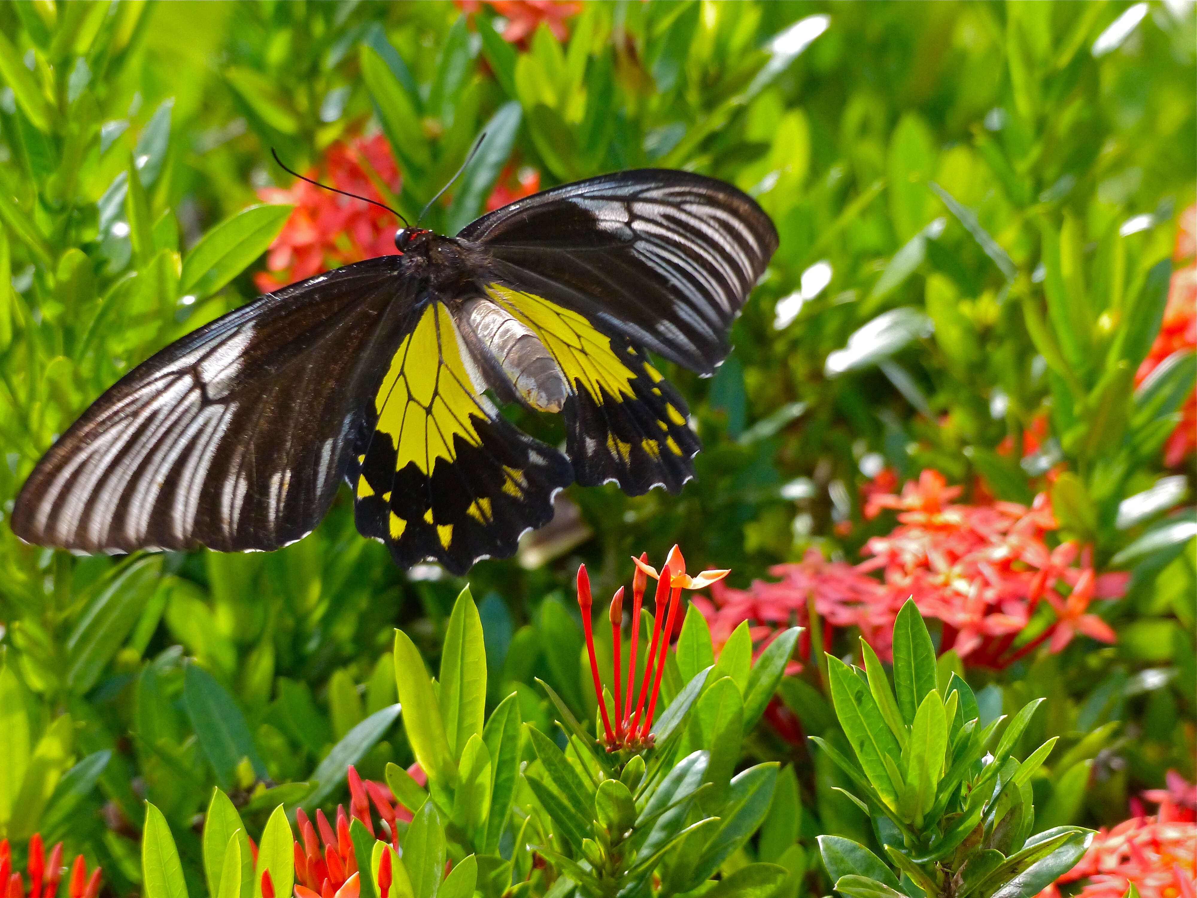 Image of Golden Birdwing