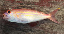 Image of Threadfin bream