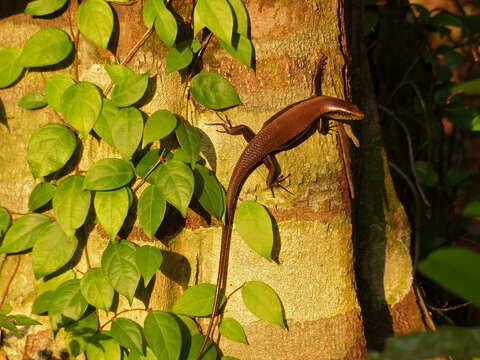 Imagem de Eutropis rudis (Boulenger 1887)