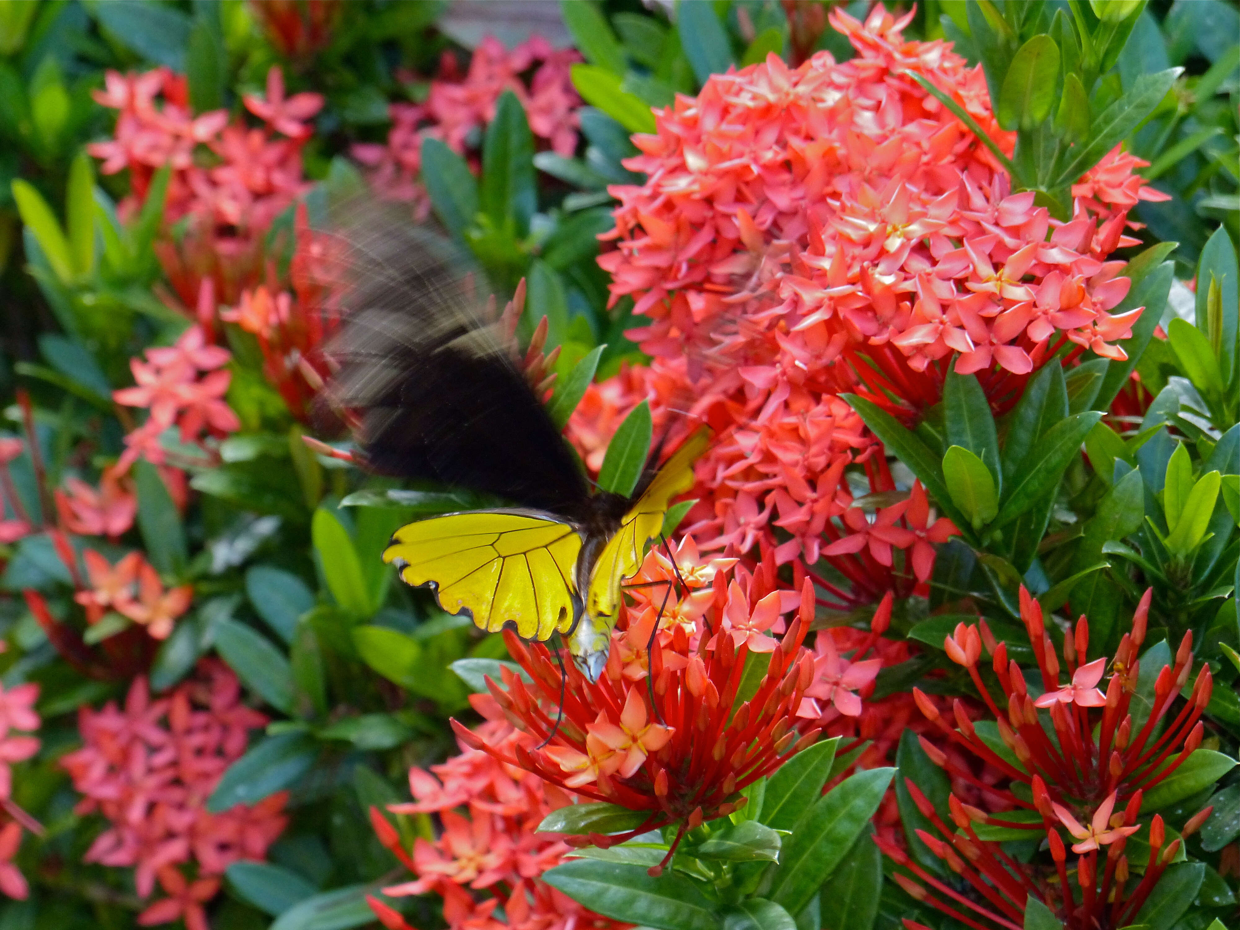 Image of Golden Birdwing