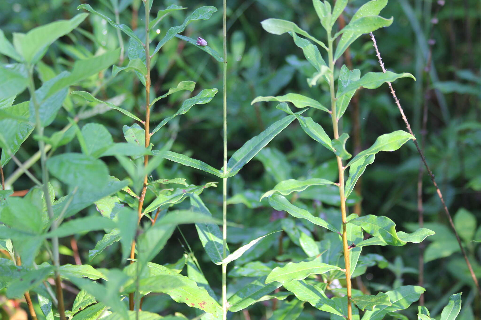 Слика од Asclepias rubra L.