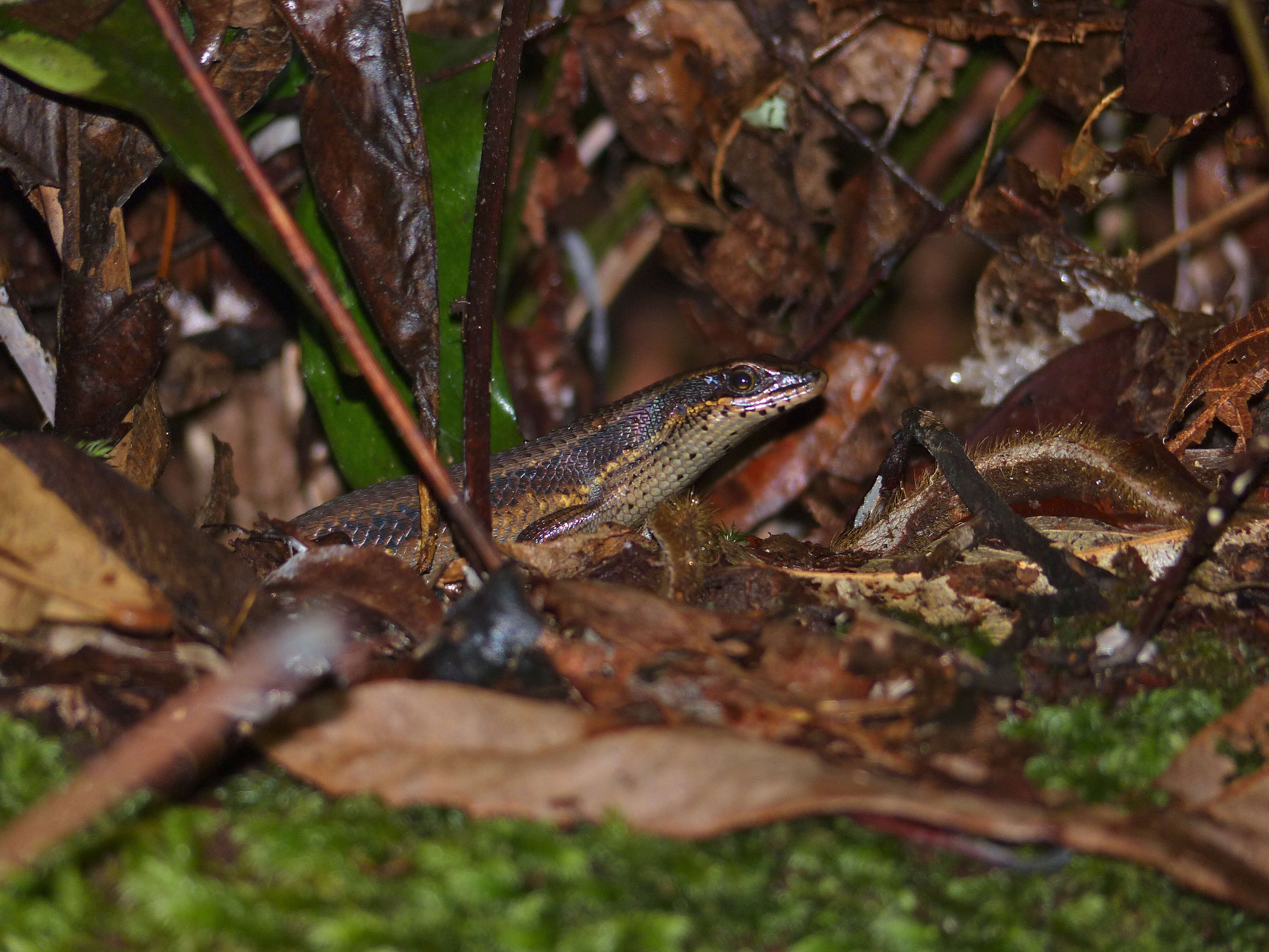 Image of Eutropis lewisi