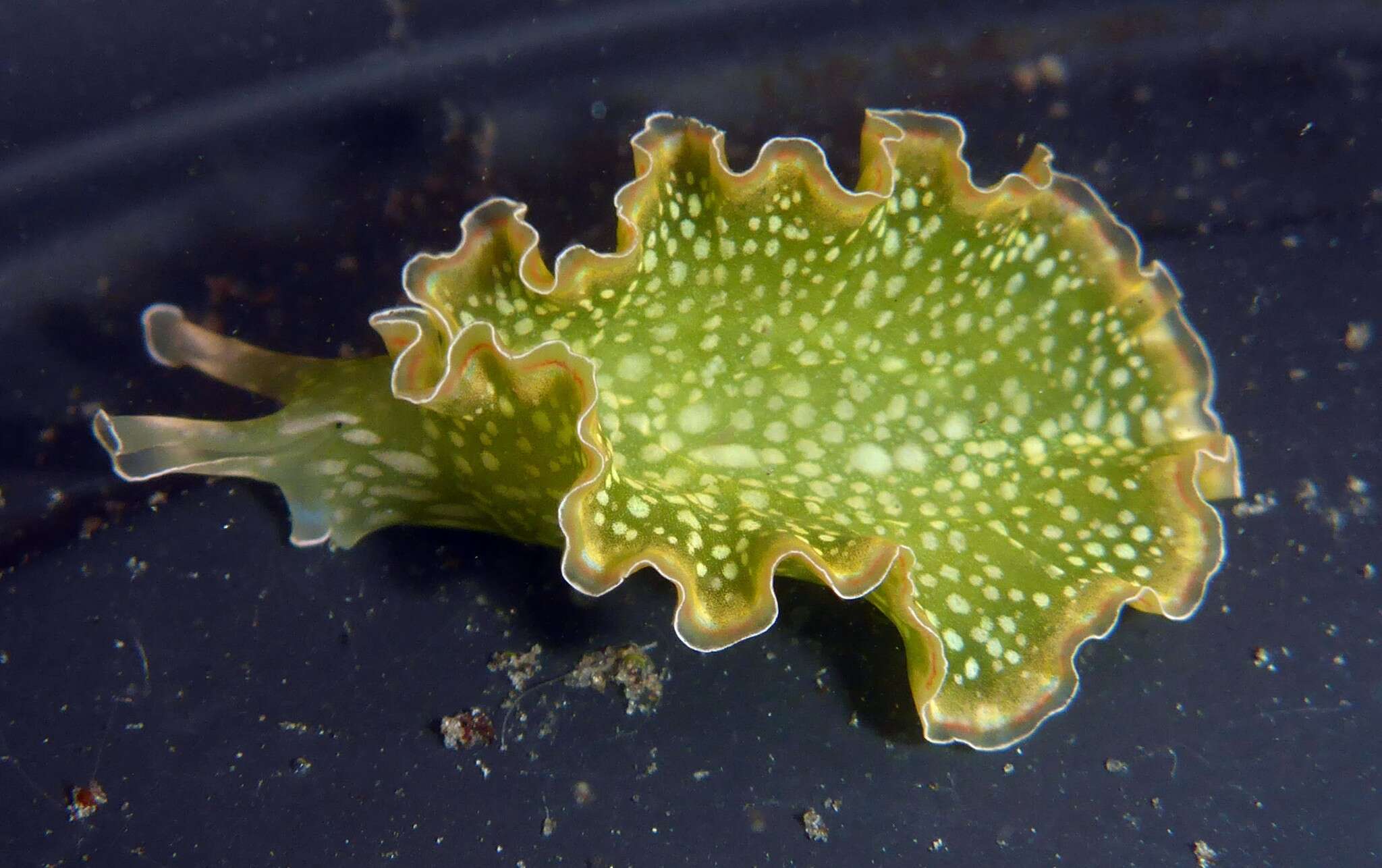 Image of lettuce sea slug